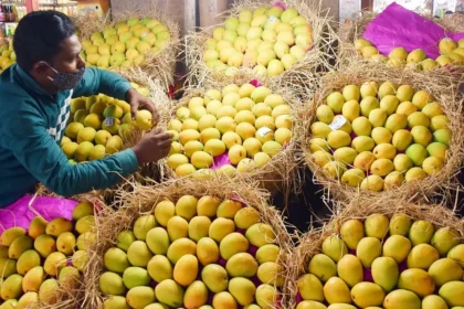 Chemically Ripened Mangoes