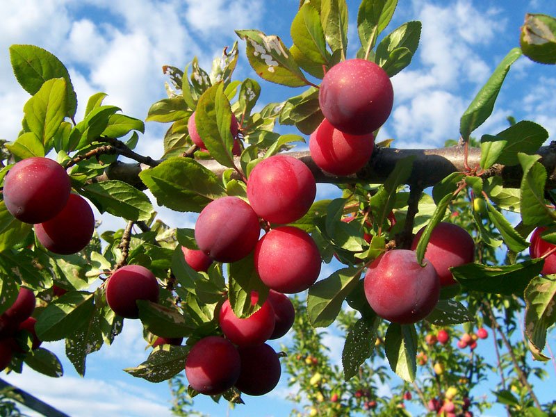 Plums hanging