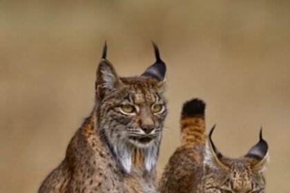 Iberian-lynx