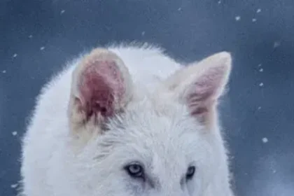 08HS-DIREWOLF-01-wgjm-articleLarge