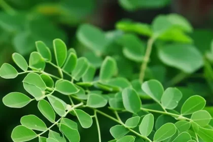 Benefits-Of-Moringa-Nutrition-1.jpg