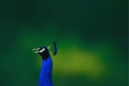 119107383