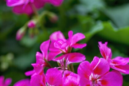 geranium-flowers-royalty-free-image-1650304212