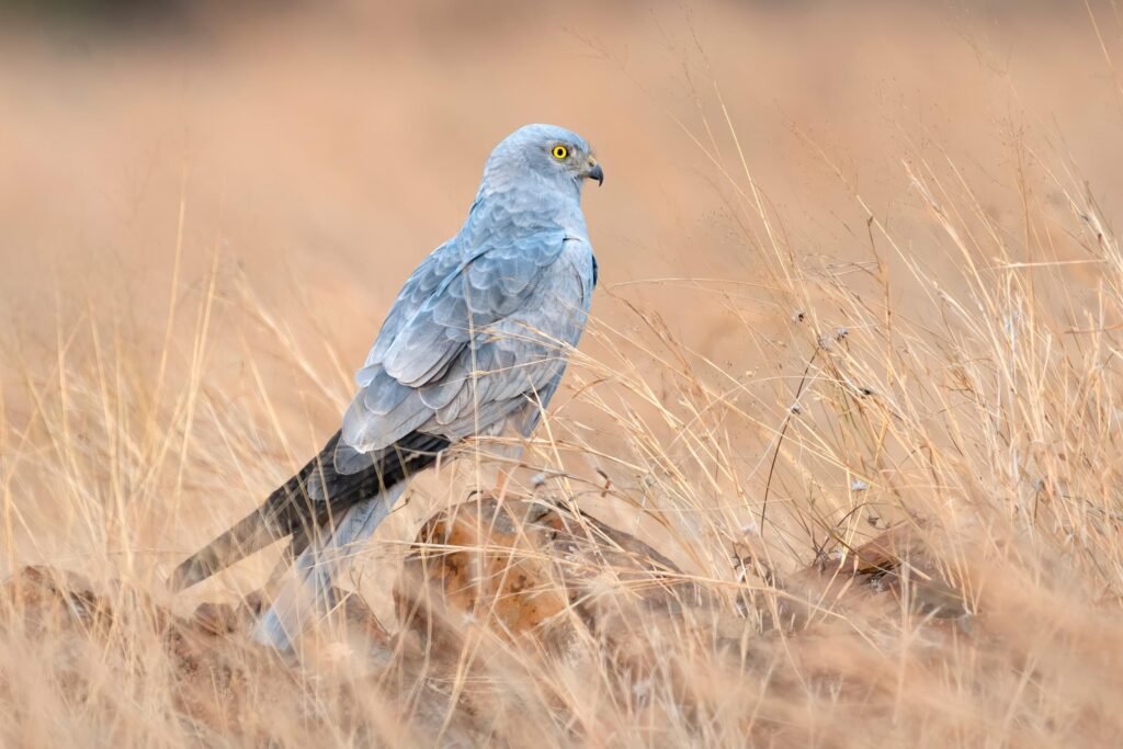 Montagu’s Harrier