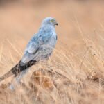 Montagu’s Harrier Helps Rescue Britain’s Rarest Breeding Raptor