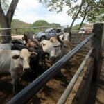 New World Screwworm Threat Squeezes Ranchers on Both Sides of the Border