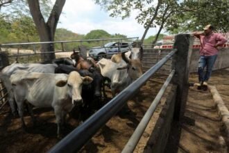 New World Screwworm Threat Squeezes Ranchers on Both Sides of the Border