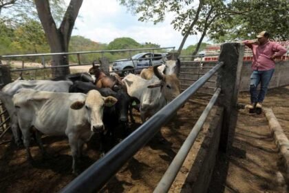 New World Screwworm Threat Squeezes Ranchers on Both Sides of the Border