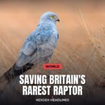 Saving Britain's rarest raptor - Nexgen Headlines