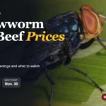 New World screwworm cases and beef prices