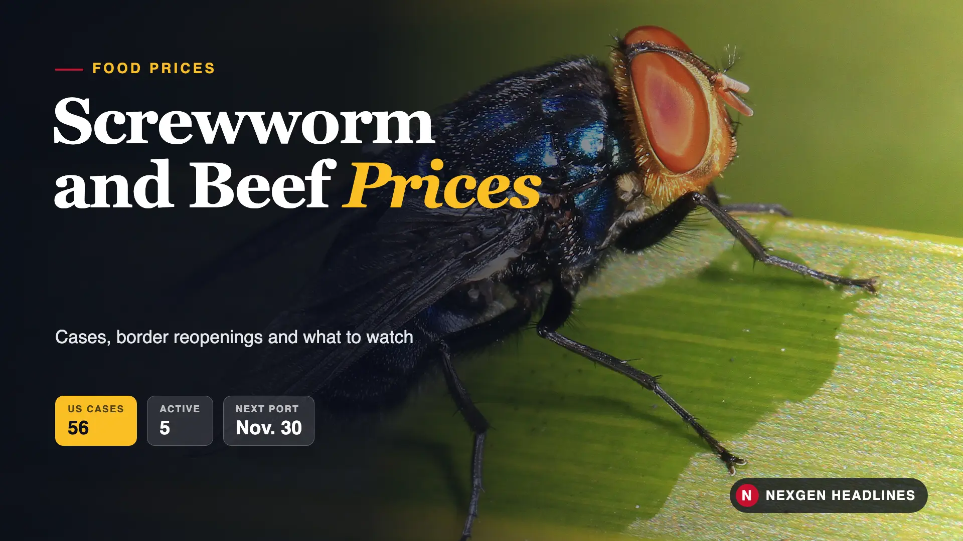 New World screwworm cases and beef prices