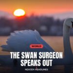 The swan surgeon speaks out - Nexgen Headlines